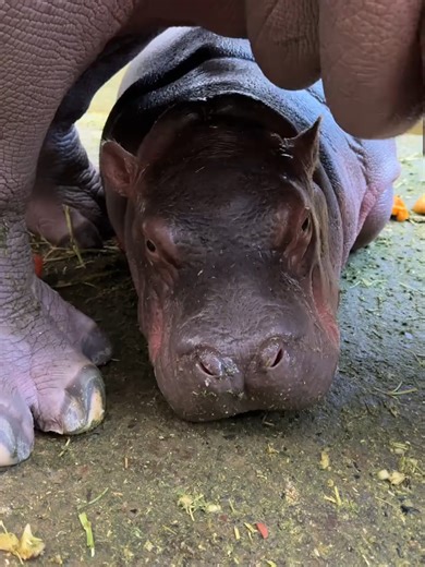 Understanding Baby Teeth Development in Infants