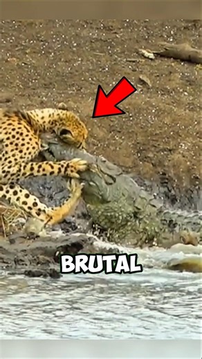 The Most Brutal Animal Hunting Moments