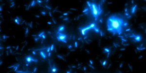 Engineering Bacteria to be Tumor Assassins | Microbiology