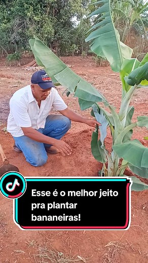 Dicas para Plantar Bananeiras: O Melhor Jeito para o Pé Não Cair!