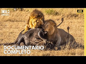 Luangwa Selvaggio – I Segreti di una Natura che non Perdona Mai | Documentario Naturalistico