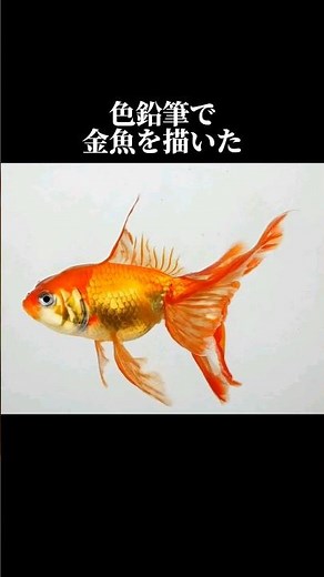 絵師が超本気で描いた金魚がすごい #イラスト #drawing #shorts