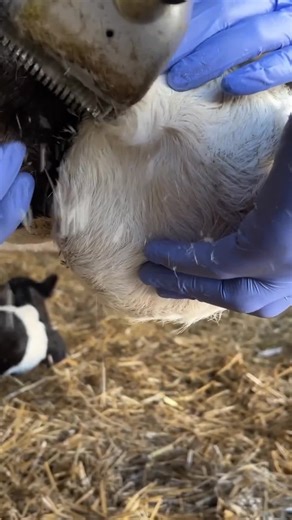 Efficient Cow Farm Management Tips You Need to Know