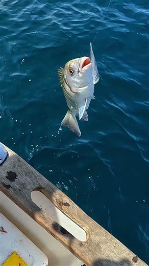 Pesca de una Urta por Ramón con #tripulando 660444633 y ‪@nestorsantospesca‬ #pesca #urta