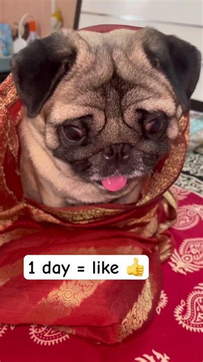 Hi,I’m…But How Kaju?😜💝 #shorts #trending #love #pug #dog #youtubeshorts #subscribe #cute #viral