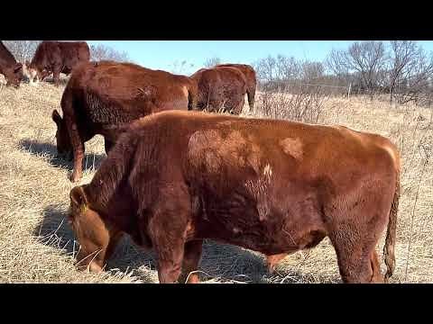 What signs to look for in identifying mean bulls.