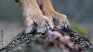 Close up of neat and round feet of a dog, brown with short black claws. This type of paw, with high-arched toes closely held together, is named cat foot.