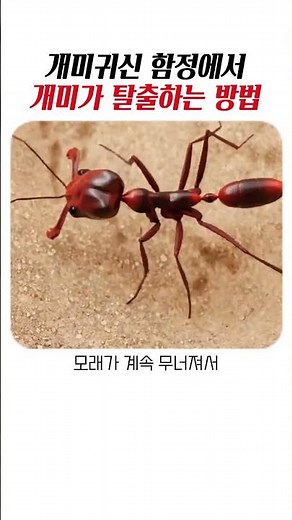 개미귀신의 모래지옥에서 살아남는 슈퍼 개미의 충격적인 탈출법