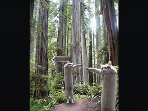 Lolcats Longcat Edition