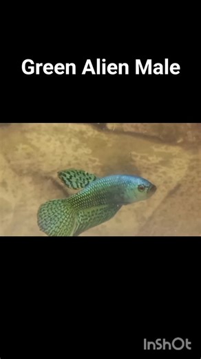 Green Alien Betta #alien #bettafish #wildbetta #hybrid