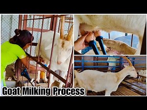 Aai Goat Farm - Saanen Goat Milking Process