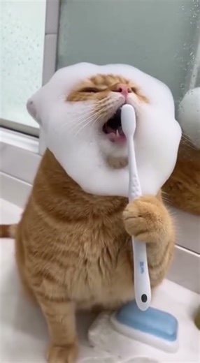 Muhaha 🚿 #cat #catvideos