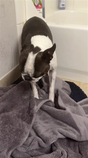 Kessler had a lot of feelings about bath time and he likes to take them out on the towel afterwards. #bostonterrier #dogtok #doggrooming #bathtime