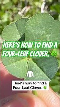 Here’s how to find a Four-Leaf Clover. 🍀