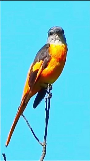 Grey-chinned Minivet twittering calls 🎶