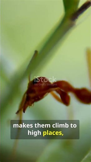 Zombie Ants? 🐜 The Fungus That Controls Their Minds! 😱 | #WeirdNature #AnimalFacts #ZombieAnts