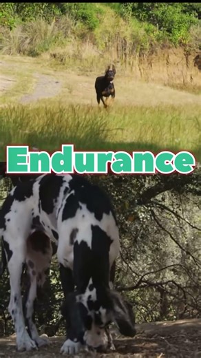 Doberman vs Great Dane #wildlife