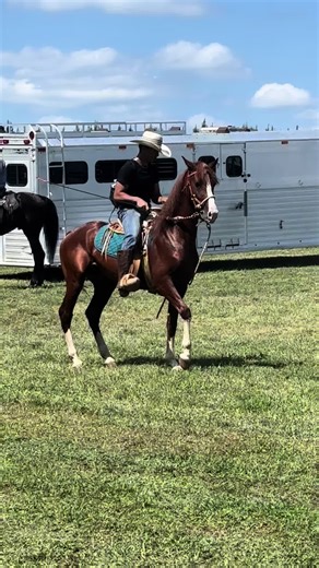 Mexican Dancing Horses Performance at DMV