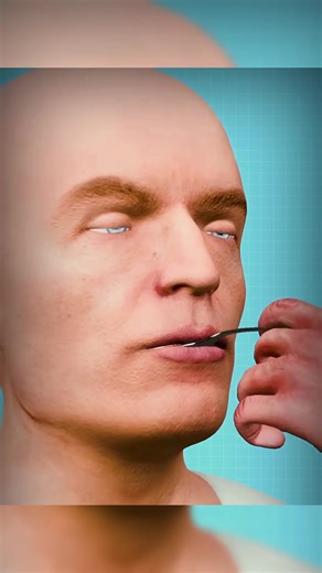 The Journey of Food: From Plate to Poop