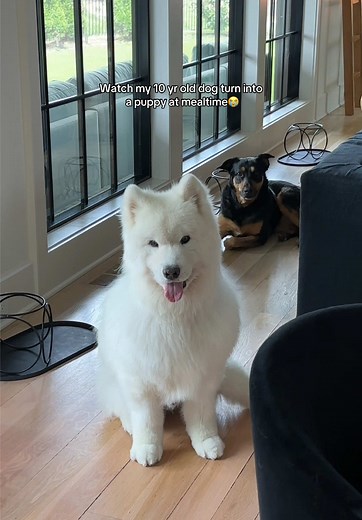 Fresh Dog Food: A Love Story with Casper