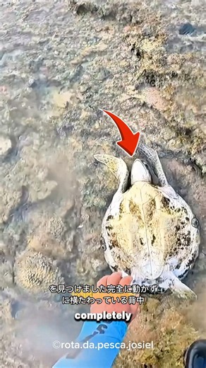Saving a Stranded Sea Turtle! 🐢🌊 | 息絶えたかと思われたウミガメの奇跡的な救出劇 🐢✨