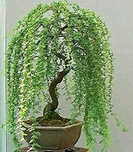 Green Weeping Willow Tree Cutting - Thick Trunk Start, A Must Have Dwarf Bonsai Material.