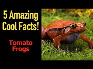 5 Fascinating Facts About Tomato Frogs