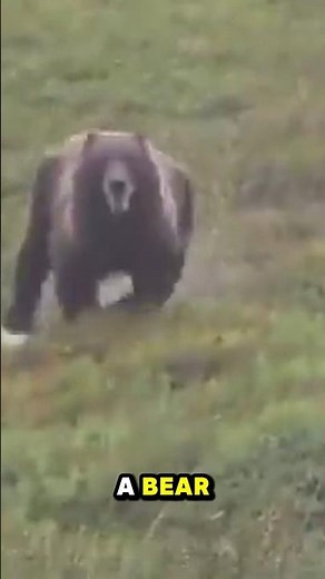 Why You Will Never Escape A Bear