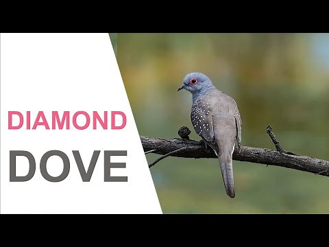 Australian Birds. Diamond Dove feeding and drinking in the wild. Australian Bird Media / Nikon Z6