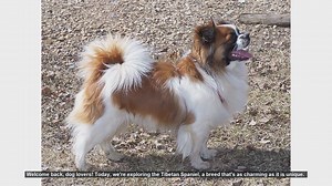 Tibetan Spaniel: Pros and Cons of This Charming Breed