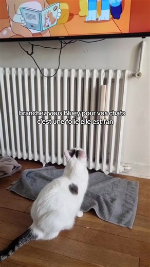 elle est resté comme ça tout l'épisode #bluey #cat #chat