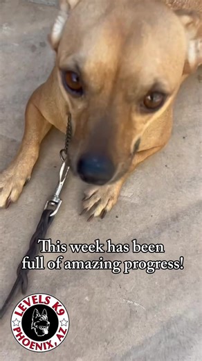 Training. Progress. Adventures. These pups are showing us what’s possible, one step at a time! 🐾✨ #DogTraining #dogs #dogsoftiktok #training