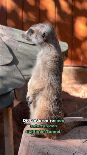 Meerkats die by day — so they can live together by night #Shorts