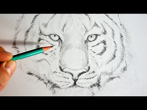 Comment dessiner un tigre facilement