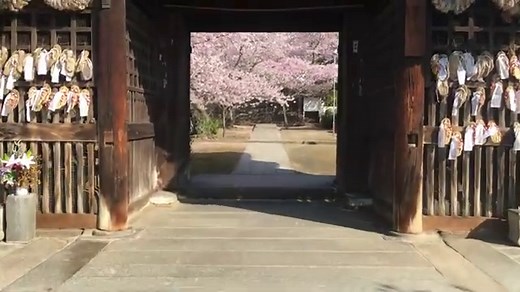 【尾道市桜名所11選】オススメお花見桜スポットをまとめて紹介、開花や見ごろはいつ？/広島県尾道市 | 備後カメラ部備後カメラ部