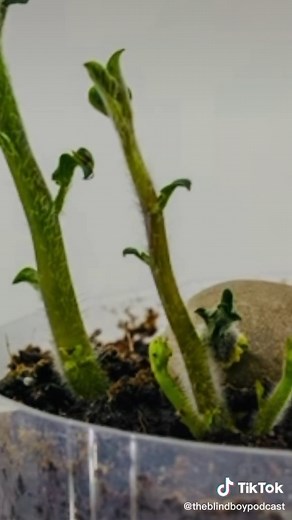Exploring Carl Rogers' Actualizing Tendency Theory in Potatoes