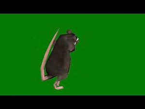 Rata Bailando Pantalla Verde 4K