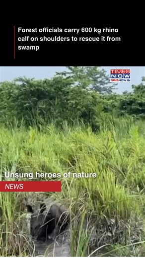 Forest officials heroically rescued a 600-700 kg rhino calf from a swamp, carrying it on their shoulders, showcasing extraordinary dedication to conservation. Courtesy: Parveen Kaswan, IFS #RhinoRescue #WildlifeConservation #ForestHeroes #InstaWithTimesNow | TIMES NOW