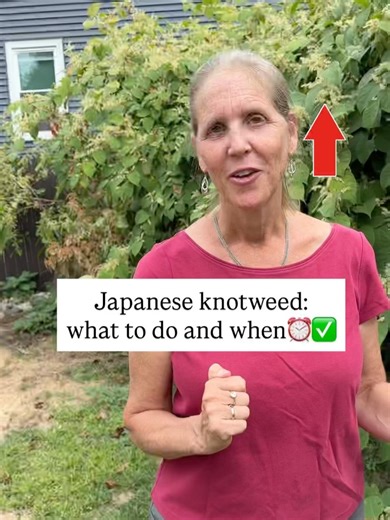 Jess Zander, The Garden Coach🌺 on Instagram: "If you live in an area where Japanese knotweed has taken hold, you are now seeing it everywhere in flower. This plant doesn’t belong in our ecosystem and is classified as invasive in most states. If you have it on your property, this time of year can be both daunting and filled with opportunity—depending on your outlook, how much you have and what stage of growth it’s in. There are different ways to go about management and now is the time to act to 