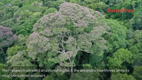 This tree grows stronger after being hit by lightning