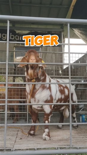 Tiger Dappled Boer Goat of Gonzales Farm | Gonzales Farm