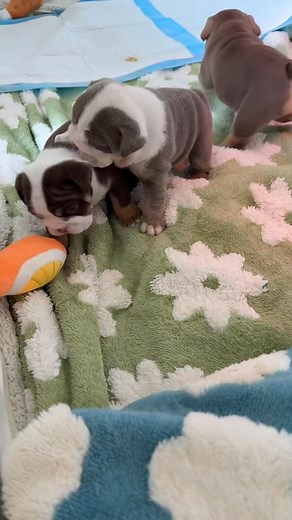 13K views · 532 reactions | In case you forgot what kind of shenanigans 4 week old puppies can get into  | Love-A-Bull English Bulldogs | Facebook