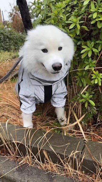 鶏の薬膳スープと雨の日の散歩