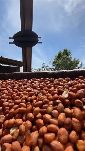 Groundnut Oil making💯🔥#santham #trending#traditional #viral#shortvideo#shorts#asmr #indianfisherman