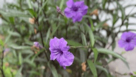 clip-3990153837-peaceful-steady-shot-purple-ruellia-simplex-mexican