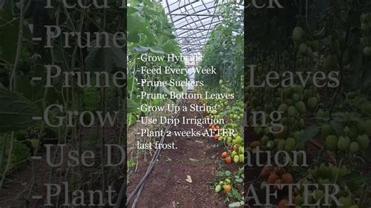 7 Essential Tomato Tips Every Gardener Should Know