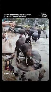 Elephant Kills Woman Tourist: Tourist Trapped Under Elephant Dies in Dubare Camp Clash | India Today