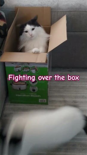 Fighting over the box #fighting #cat #viral #intense #intensefight #kitty