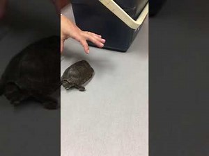 How to give a turtle an injection