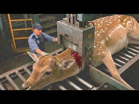 “Inside the Deer Meat Processing Factory | How African Deer Are Processed into Meat”